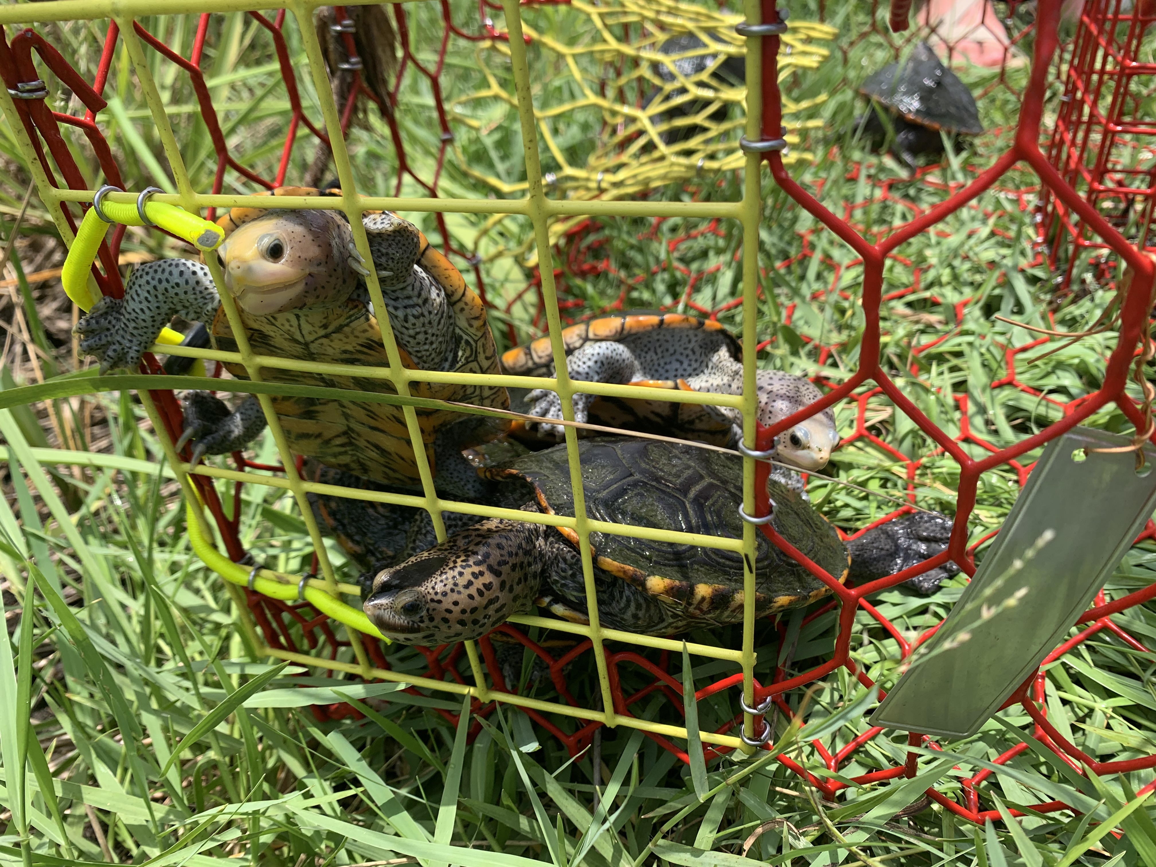 Four diamondback terrapins shown in a modified trap